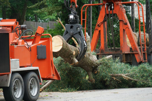 How Our Tree Care Process Works  in Martinez, GA